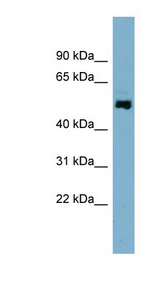 STAMBPL1 Antibody - STAMBPL1 antibody Western blot of Jurkat lysate. This image was taken for the unconjugated form of this product. Other forms have not been tested.