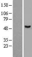 STAMBPL1 Protein - Western validation with an anti-DDK antibody * L: Control HEK293 lysate R: Over-expression lysate