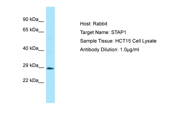 STAP1 / BRDG1 Antibody -  This image was taken for the unconjugated form of this product. Other forms have not been tested.