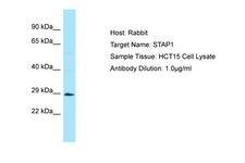 STAP1 / BRDG1 Antibody -  This image was taken for the unconjugated form of this product. Other forms have not been tested.