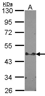 STAP2 Antibody - Sample (30 ug of whole cell lysate). A: HCT116 10% SDS PAGE. STAP2 antibody diluted at 1:1000.