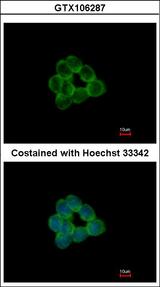 STAP2 Antibody - Immunofluorescence of methanol-fixed HCT116 using STAP2 antibody at 1:500 dilution.