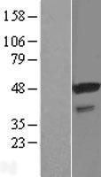 STAP2 Protein - Western validation with an anti-DDK antibody * L: Control HEK293 lysate R: Over-expression lysate