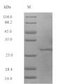 50S ribosomal protein L7/L12 Protein - (Tris-Glycine gel) Discontinuous SDS-PAGE (reduced) with 5% enrichment gel and 15% separation gel.