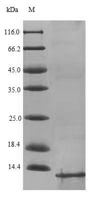 ACPP / PAP Protein - (Tris-Glycine gel) Discontinuous SDS-PAGE (reduced) with 5% enrichment gel and 15% separation gel.