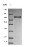 CwlM Protein - (Tris-Glycine gel) Discontinuous SDS-PAGE (reduced) with 5% enrichment gel and 15% separation gel.