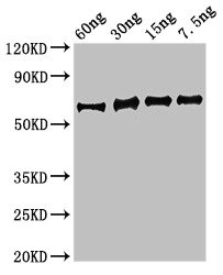 Staphylococcus aureus Enolase Antibody - Western Blot Positive WB detected in Recombinant protein All lanes: eno antibody at 3.5µg/ml Secondary Goat polyclonal to rabbit IgG at 1/50000 dilution Predicted band size: 64 kDa Observed band size: 64 kDa