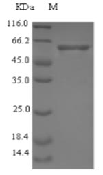 Staphylococcus aureus Enolase Protein - (Tris-Glycine gel) Discontinuous SDS-PAGE (reduced) with 5% enrichment gel and 15% separation gel.