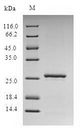 esxA / ESAT6 Protein - (Tris-Glycine gel) Discontinuous SDS-PAGE (reduced) with 5% enrichment gel and 15% separation gel.
