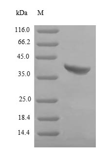 Gamma-hemolysin component B Protein - (Tris-Glycine gel) Discontinuous SDS-PAGE (reduced) with 5% enrichment gel and 15% separation gel.