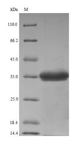 Gamma-hemolysin component C Protein - (Tris-Glycine gel) Discontinuous SDS-PAGE (reduced) with 5% enrichment gel and 15% separation gel.