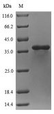 HLB Protein - (Tris-Glycine gel) Discontinuous SDS-PAGE (reduced) with 5% enrichment gel and 15% separation gel.