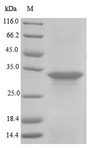 hly / Alpha-Hemolysin Protein - (Tris-Glycine gel) Discontinuous SDS-PAGE (reduced) with 5% enrichment gel and 15% separation gel.
