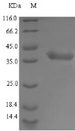 LDHA / LDH1 Protein - (Tris-Glycine gel) Discontinuous SDS-PAGE (reduced) with 5% enrichment gel and 15% separation gel.