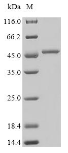 S. aureus Enterotoxin I Protein - (Tris-Glycine gel) Discontinuous SDS-PAGE (reduced) with 5% enrichment gel and 15% separation gel.