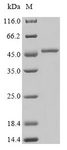 S. aureus Enterotoxin I Protein - (Tris-Glycine gel) Discontinuous SDS-PAGE (reduced) with 5% enrichment gel and 15% separation gel.