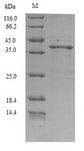 Staphylococcal Secretory Antigen ssaA1 Protein - (Tris-Glycine gel) Discontinuous SDS-PAGE (reduced) with 5% enrichment gel and 15% separation gel.
