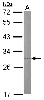 STAR Antibody - Sample (50 ug of whole cell lysate). A: Mouse liver. 12% SDS PAGE. STAR antibody diluted at 1:500.