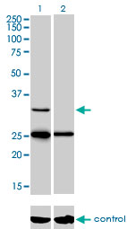 STAR Antibody - Western blot analysis of STAR over-expressed 293 cell line, cotransfected with STAR Validated Chimera RNAi (Lane 2) or non-transfected control (Lane 1). Blot probed with STAR monoclonal antibody (M01), clone 5F9 . GAPDH ( 36.1 kDa ) used as specificity and loading control.