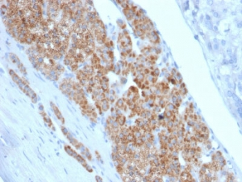 STAR Antibody - IHC staining of FFPE human adrenal gland with StAR antibody (clone STAR/2140). Required HIER: boil tissue sections in 10mM citrate buffer, pH 6, for 10-20 min followed by cooling at RT for 20 min.