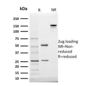 STAR Antibody - SDS-PAGE analysis of purified, BSA-free StAR antibody (clone STAR/2140) as confirmation of integrity and purity.