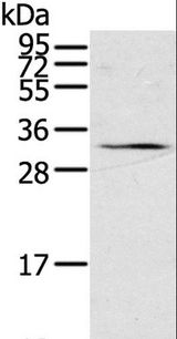 STAR Antibody - Western blot analysis of 231 cell, using STAR Polyclonal Antibody at dilution of 1:500.