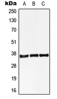 STARD10 Antibody - Western blot analysis of STARD10 expression in HEK293T (A); Raw264.7 (B); H9C2 (C) whole cell lysates.