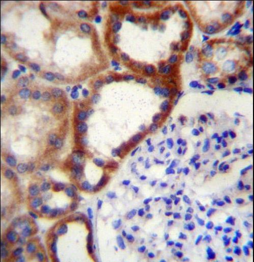 STARD4 Antibody - STARD4 Antibody immunohistochemistry of formalin-fixed and paraffin-embedded human kidney tissue followed by peroxidase-conjugated secondary antibody and DAB staining.