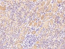 STARD4 Antibody - Immunochemical staining of human STARD4 in human kidney with rabbit polyclonal antibody at 1:1000 dilution, formalin-fixed paraffin embedded sections.