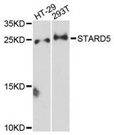 STARD5 Antibody - Western blot analysis of extracts of various cell lines, using STARD5 antibody at 1:3000 dilution. The secondary antibody used was an HRP Goat Anti-Rabbit IgG (H+L) at 1:10000 dilution. Lysates were loaded 25ug per lane and 3% nonfat dry milk in TBST was used for blocking. An ECL Kit was used for detection and the exposure time was 30s.