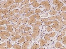 STARD5 Antibody - Immunochemical staining of human STARD5 in human kidney with rabbit polyclonal antibody at 1:500 dilution, formalin-fixed paraffin embedded sections.