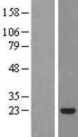 STARD5 Protein - Western validation with an anti-DDK antibody * L: Control HEK293 lysate R: Over-expression lysate