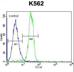 STARD6 Antibody - STARD6 Antibody flow cytometry of K562 cells (right histogram) compared to a negative control cell (left histogram). FITC-conjugated goat-anti-rabbit secondary antibodies were used for the analysis.