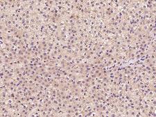 STARD7 Antibody - Immunochemical staining of human STARD7 in human liver with rabbit polyclonal antibody at 1:100 dilution, formalin-fixed paraffin embedded sections.