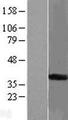 STARD7 Protein - Western validation with an anti-DDK antibody * L: Control HEK293 lysate R: Over-expression lysate