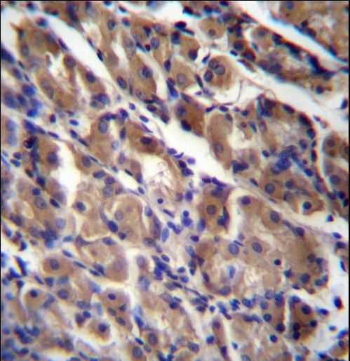 STARS / ABRA Antibody - ABRA Antibody immunohistochemistry of formalin-fixed and paraffin-embedded human stomach tissue followed by peroxidase-conjugated secondary antibody and DAB staining.