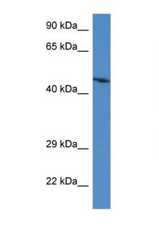 STARS / ABRA Antibody - ABRA antibody Western blot of Mouse Heart lysate. Antibody concentration 1 ug/ml.  This image was taken for the unconjugated form of this product. Other forms have not been tested.