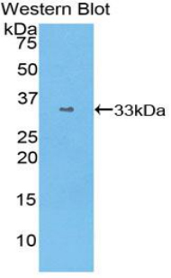 STAT1 Antibody - Western blot of recombinant STAT1.  This image was taken for the unconjugated form of this product. Other forms have not been tested.
