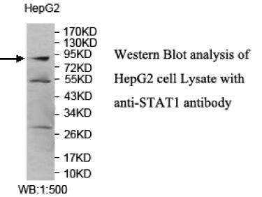 STAT1 Antibody
