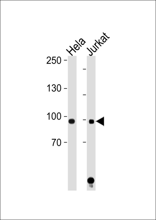 STAT1 Antibody - STAT1 Antibody western blot of HeLa,Jurkat cell line lysates (35 ug/lane). The STAT1 antibody detected the STAT1 protein (arrow).