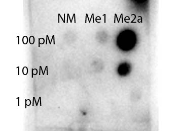 STAT1 Antibody - Dot blot of rabbit Anti-STAT1 R31-Me2a antibody. Antigen: non-modified, monomethylated and asymmetric dimethylated forms of the immunizing peptide. Load: 100, 10, or 1 picomolar as indicated. Primary antibody: STAT1 R31-Me2a antibody at 1:1000 for 90 min at RT. (Date: 11/04/14; Exposure time: 48 seconds).