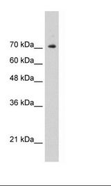 STAT1 Antibody - Recombinant STAT1 Protein Cell Lysate.  This image was taken for the unconjugated form of this product. Other forms have not been tested.