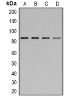 STAT1 Antibody - Western blot analysis of STAT1 (pY701) expression in HEK293T (A); NIH3T3 (B); mouse brain (C); COS7 (D) whole cell lysates.