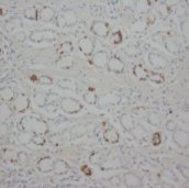 STAT1 Antibody -  This image was taken for the unconjugated form of this product. Other forms have not been tested.