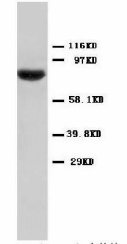 STAT1 Antibody -  This image was taken for the unconjugated form of this product. Other forms have not been tested.