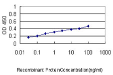 STAT1 Antibody - Detection limit for recombinant GST tagged STAT1 is approximately 0.1 ng/ml as a capture antibody.