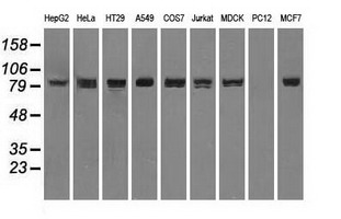 STAT1 Antibody - Western blot of extracts (35 ug) from 9 different cell lines by using anti-STAT1 monoclonal antibody.