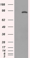 STAT1 Antibody - HEK293T cells were transfected with the pCMV6-ENTRY control (Left lane) or pCMV6-ENTRY STAT1 (Right lane) cDNA for 48 hrs and lysed. Equivalent amounts of cell lysates (5 ug per lane) were separated by SDS-PAGE and immunoblotted with anti-STAT1.