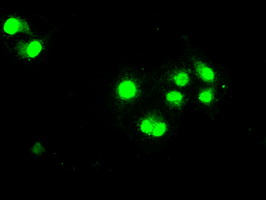 STAT1 Antibody - Anti-STAT1 mouse monoclonal antibody  immunofluorescent staining of COS7 cells transiently transfected by pCMV6-ENTRY STAT1.