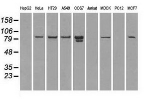 STAT1 Antibody - Western blot of extracts (35 ug) from 9 different cell lines by using anti-STAT1 monoclonal antibody.